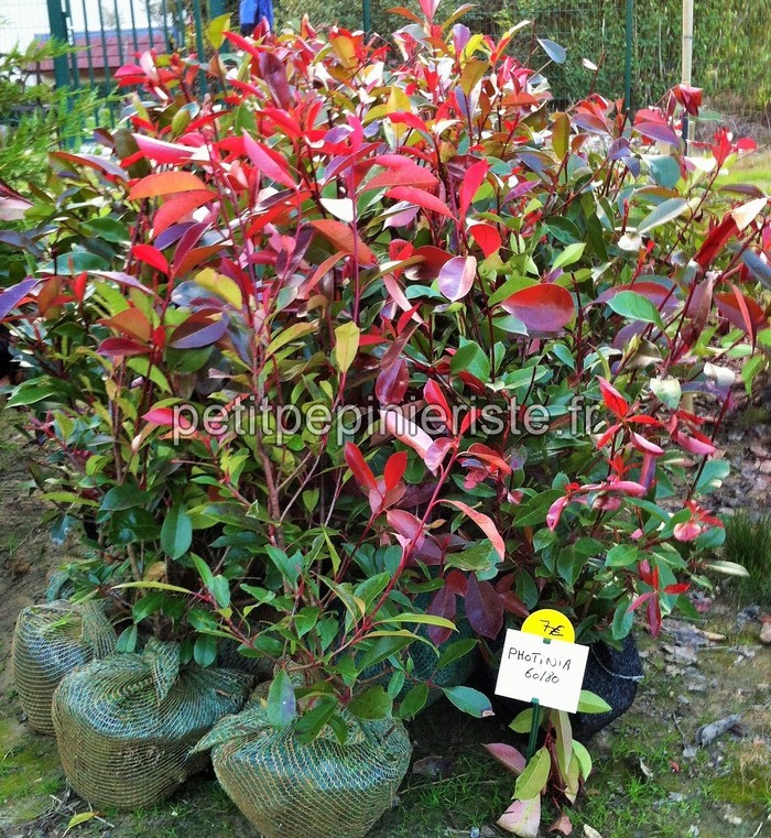 photinia pour haie